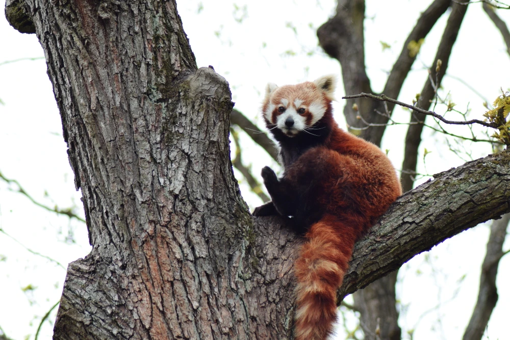 Red panda