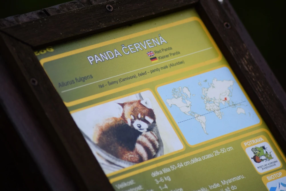 Red panda at Brno Zoo