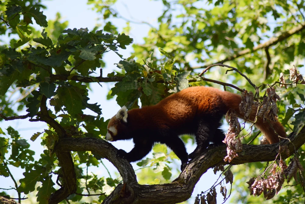 Adoptive Parents Day at Brno Zoo