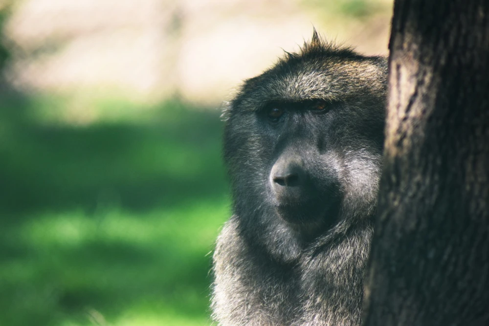 Adoptive Parents Day at Brno Zoo