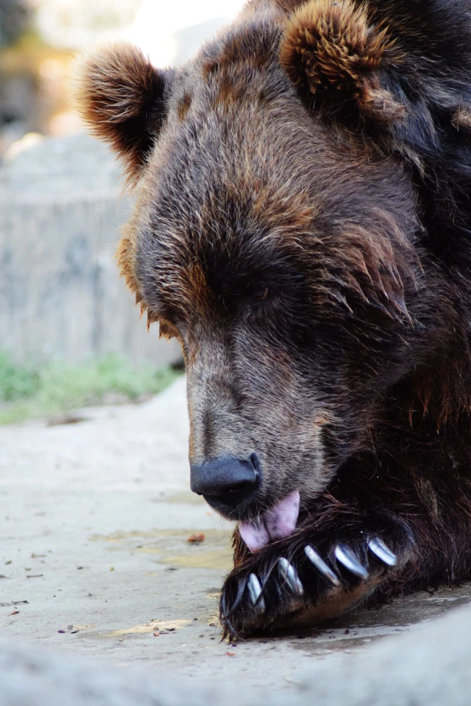 Adoptive Parents Day at Brno Zoo