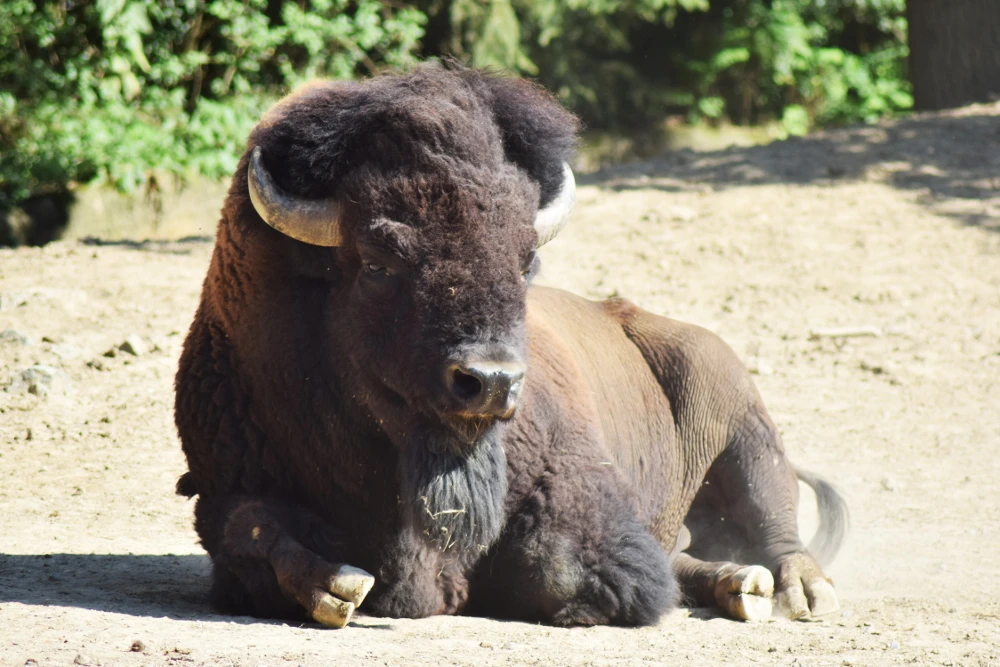 Adoptive Parents Day at Brno Zoo