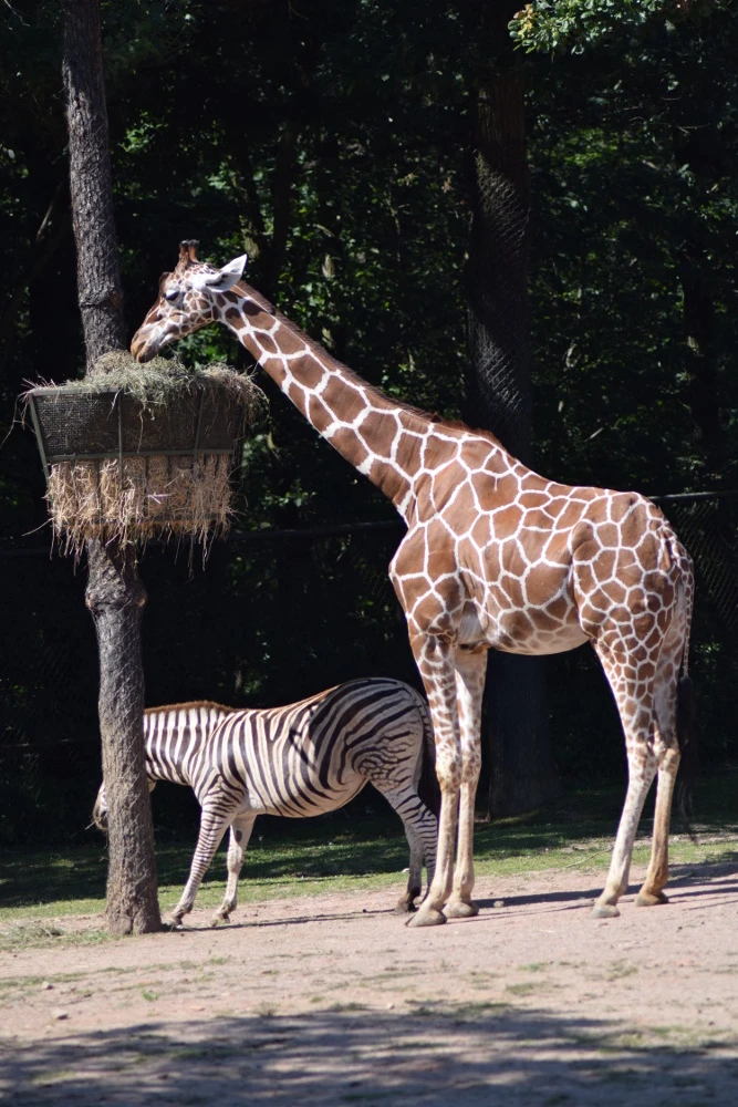 Adoptive Parents Day at Brno Zoo