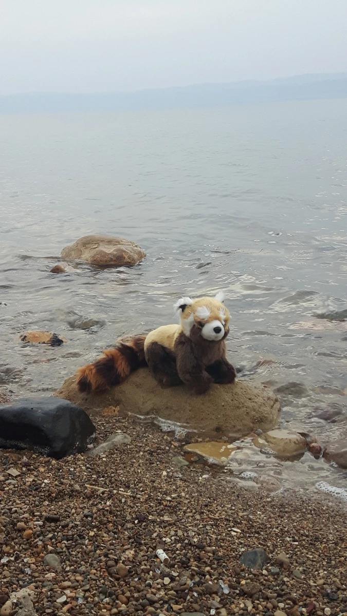 Panda in Jordan