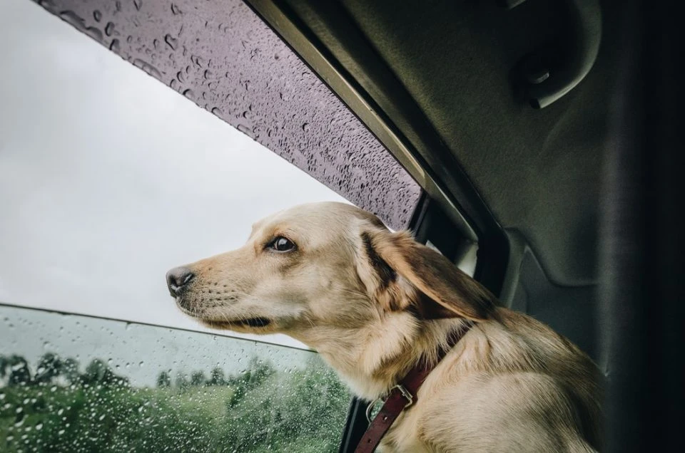Dog in a car