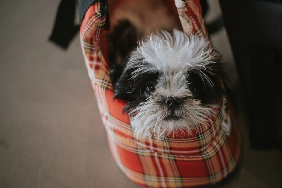 Dog in a bag