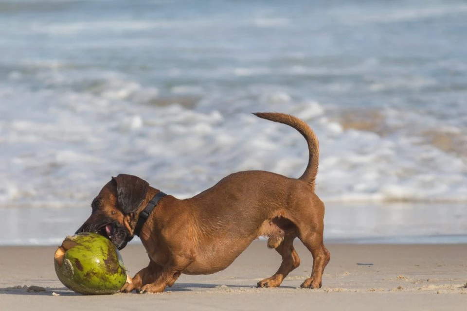 Vacation with a dog