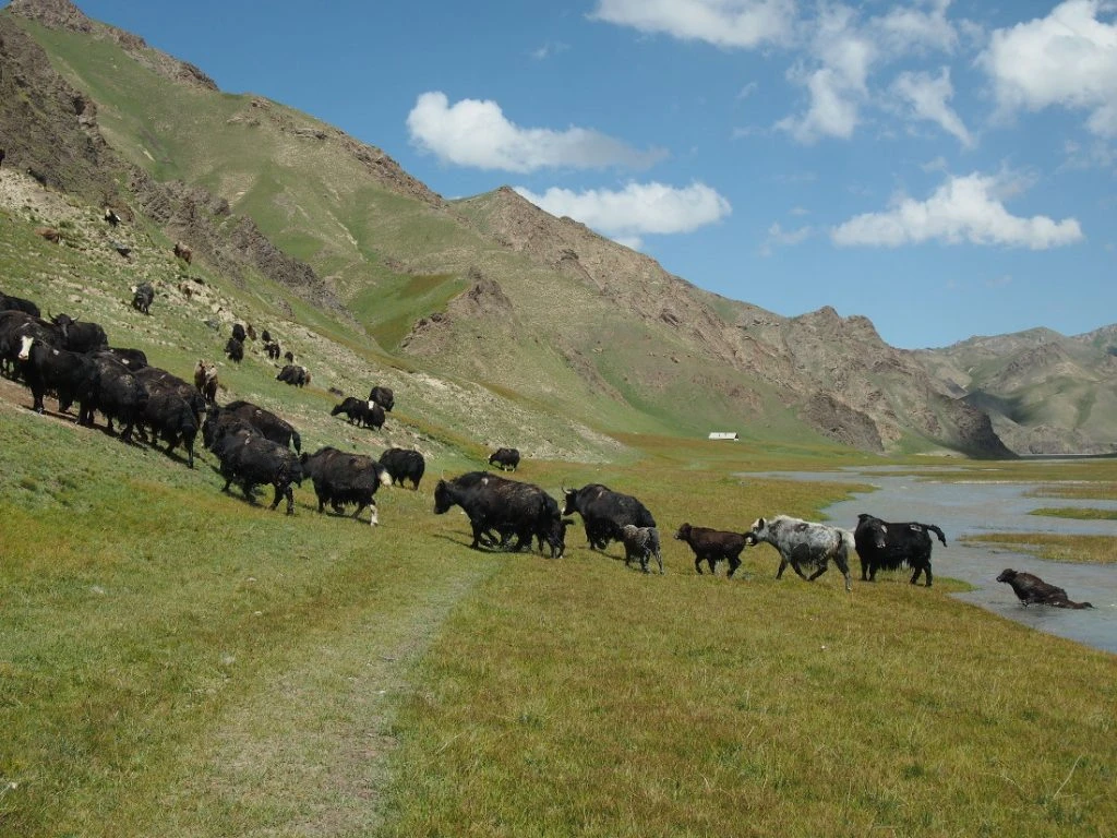 Kyrgyzstan - herd of yaks