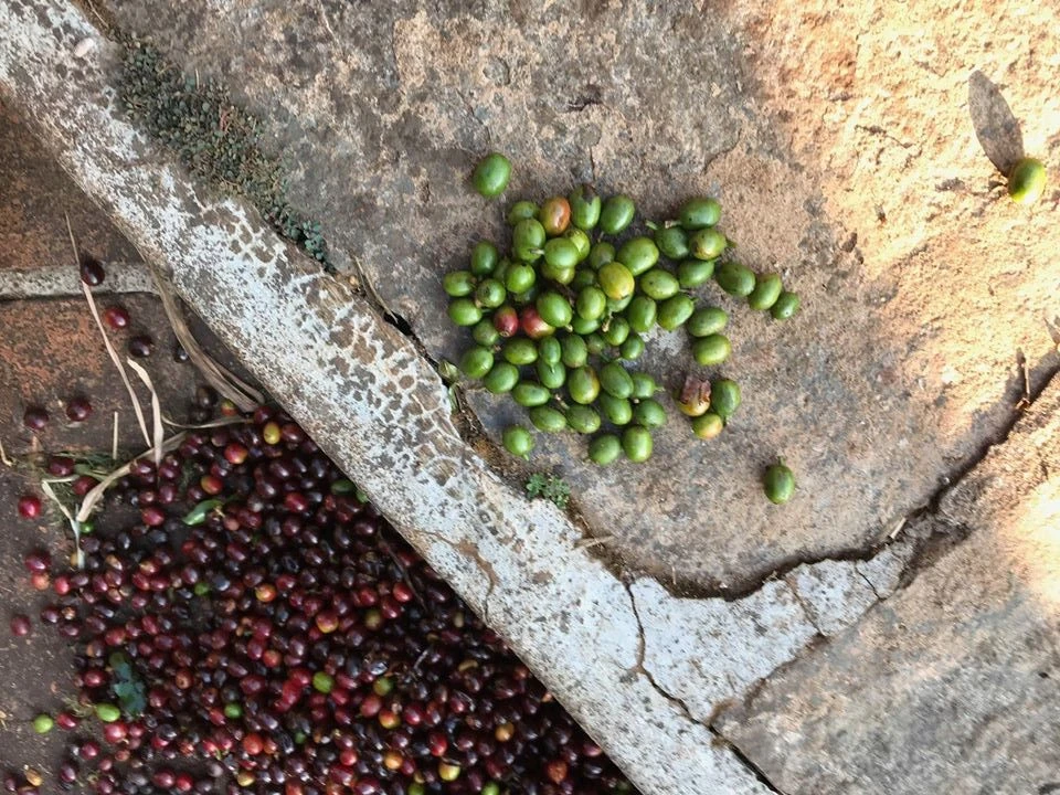 unroasted coffee beans from the Moon Mountain farm, Chikmagalur, India